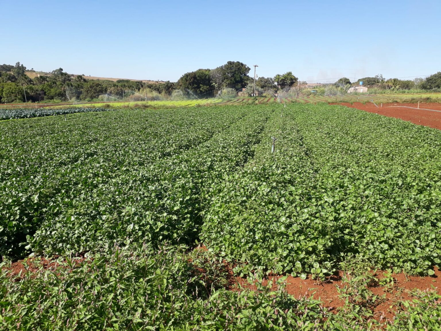 Como Escolher Uma Boa Fazenda Para Agricultura Guia Completo Bsb