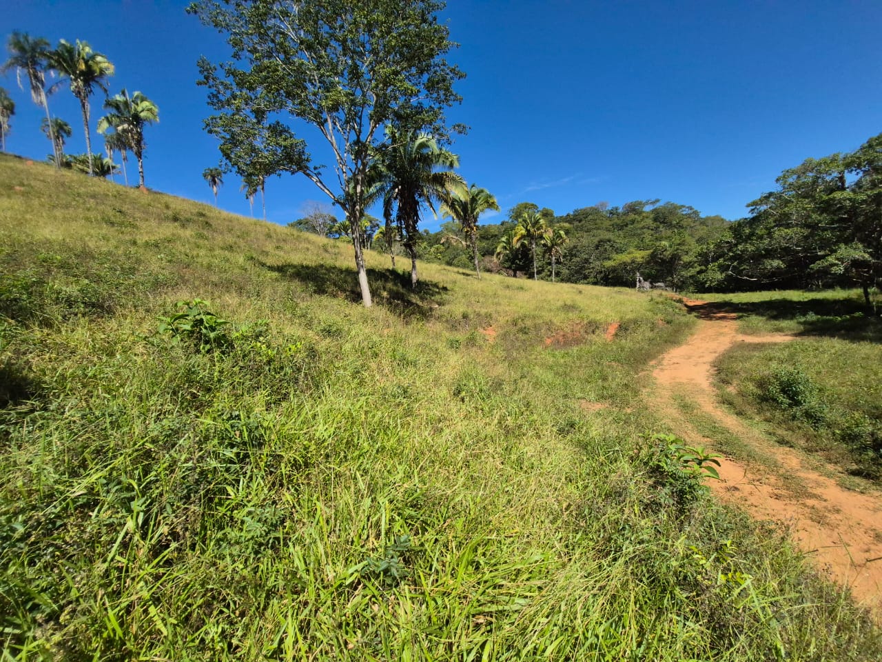 FAZENDA À VENDA - 137 HECTARES - PLANALTINA GO