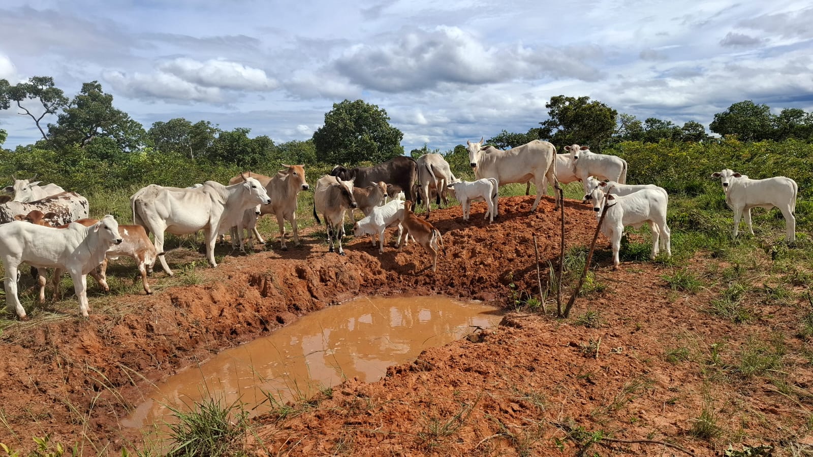 FAZENDA À VENDA — EM CHAPADA GAÚCHA - 1.295 HA