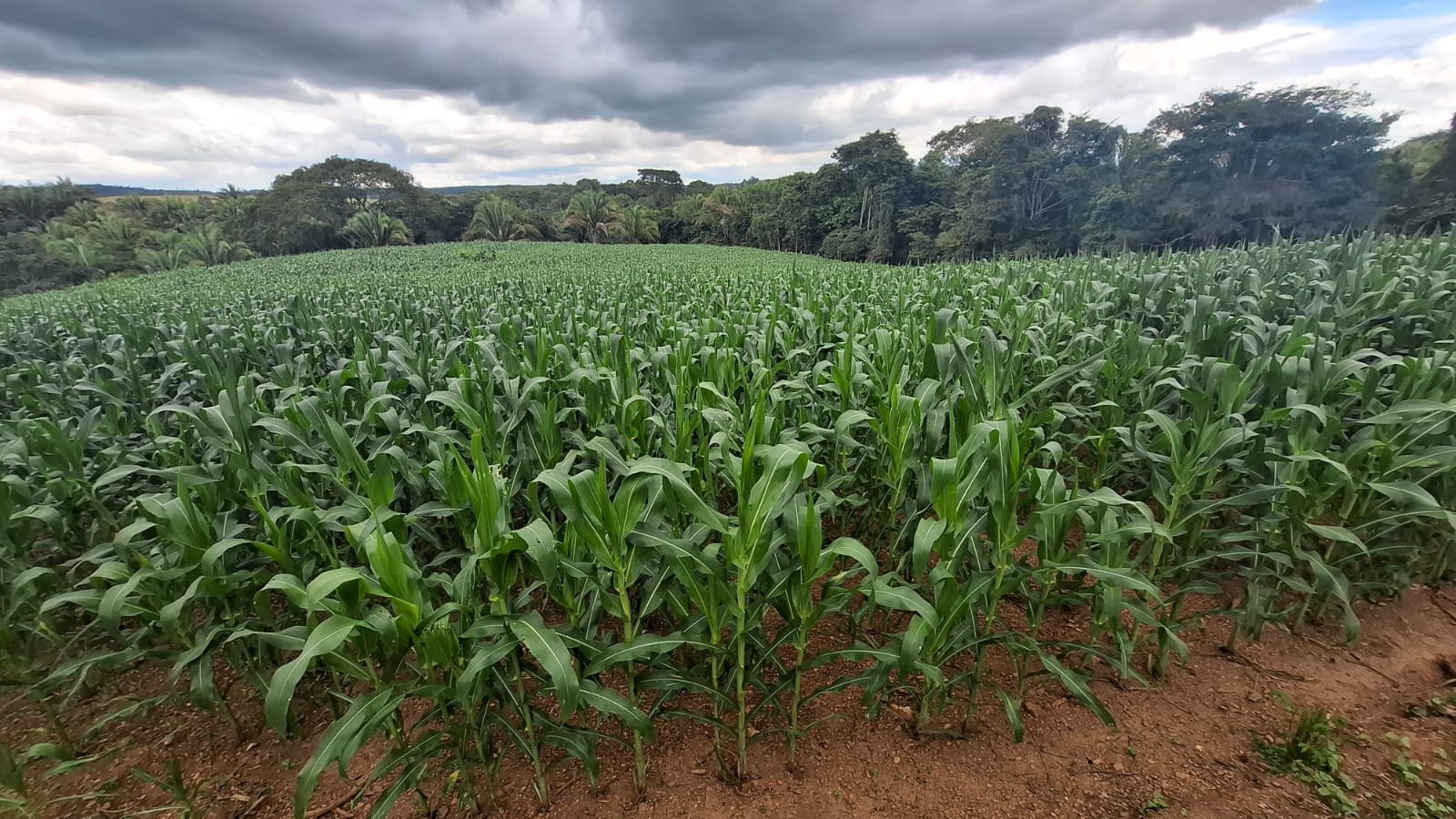 SÍTIO À VENDA - CORUMBÁ DE GOIÁS - 12 HECTARES